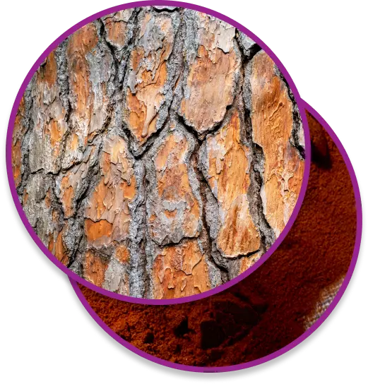 Ristela Naturally Powerful For Increased Orgasm & Arousal Bonafide